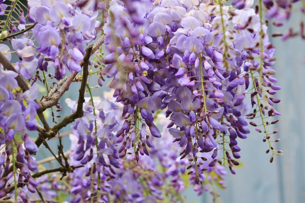 wisteria-772957_1280.jpg