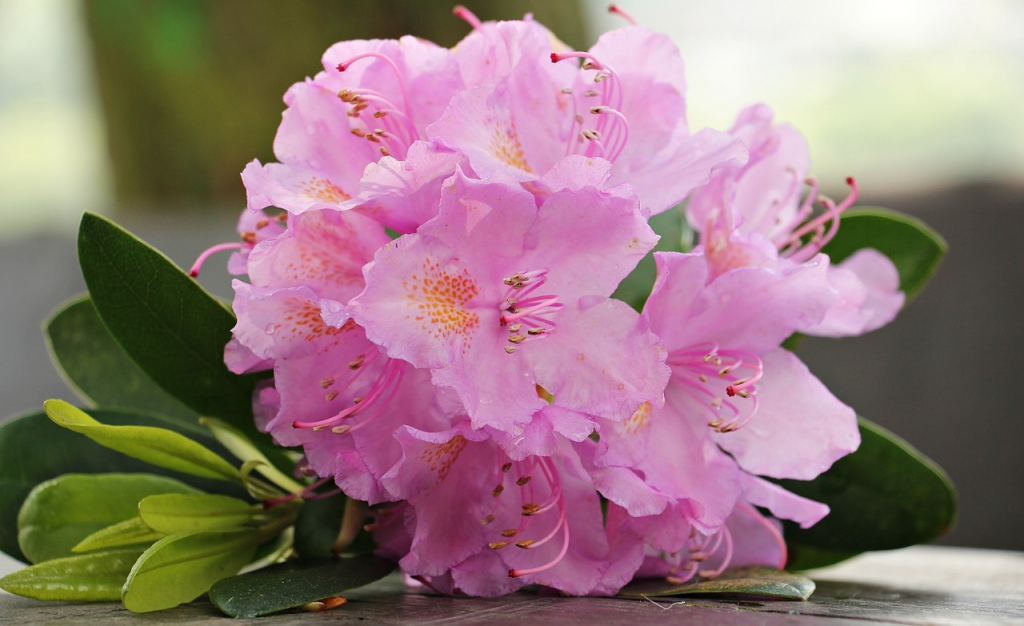 azalea-1436344_1280.jpg