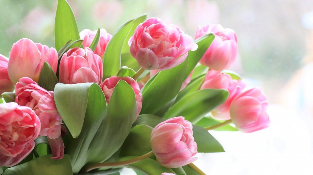 tulips-4026273_1280.jpg