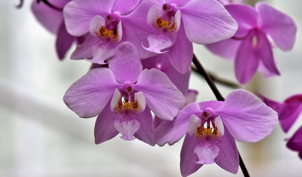 orchids-4029492_1280.jpg