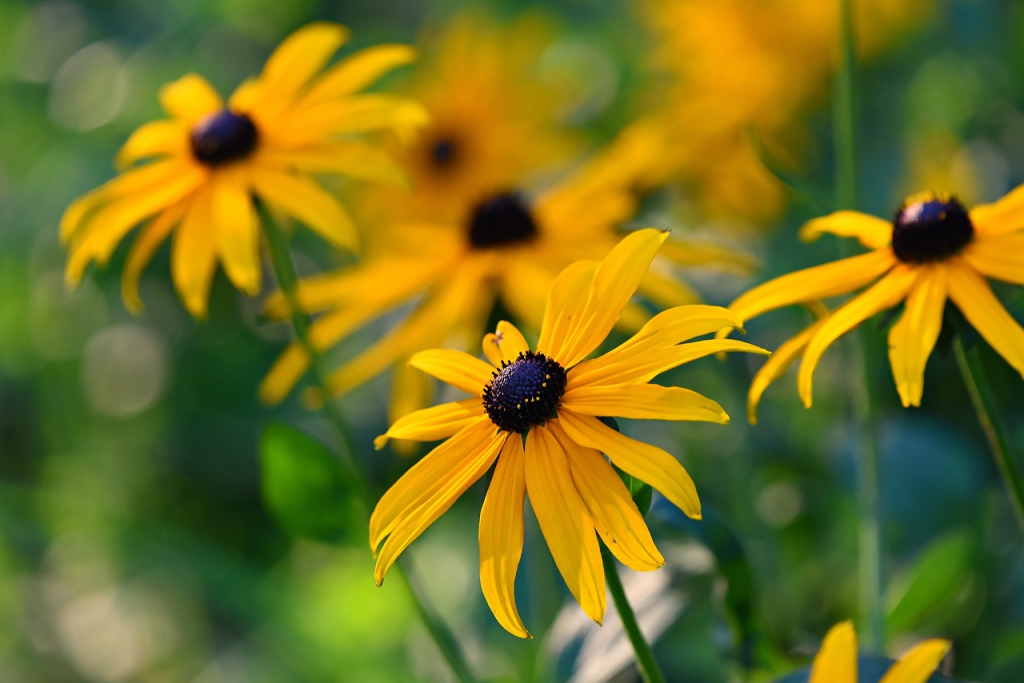 rudbeckia-3576379_1280.jpg