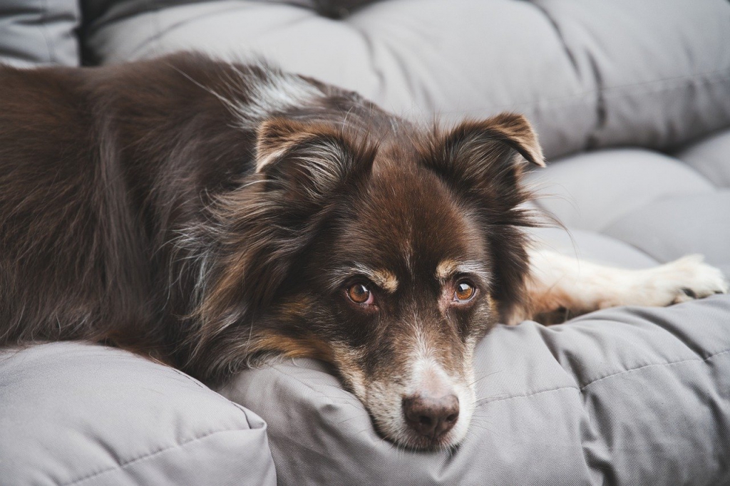 australian-shepherd-gd9355acc9_1280.jpg