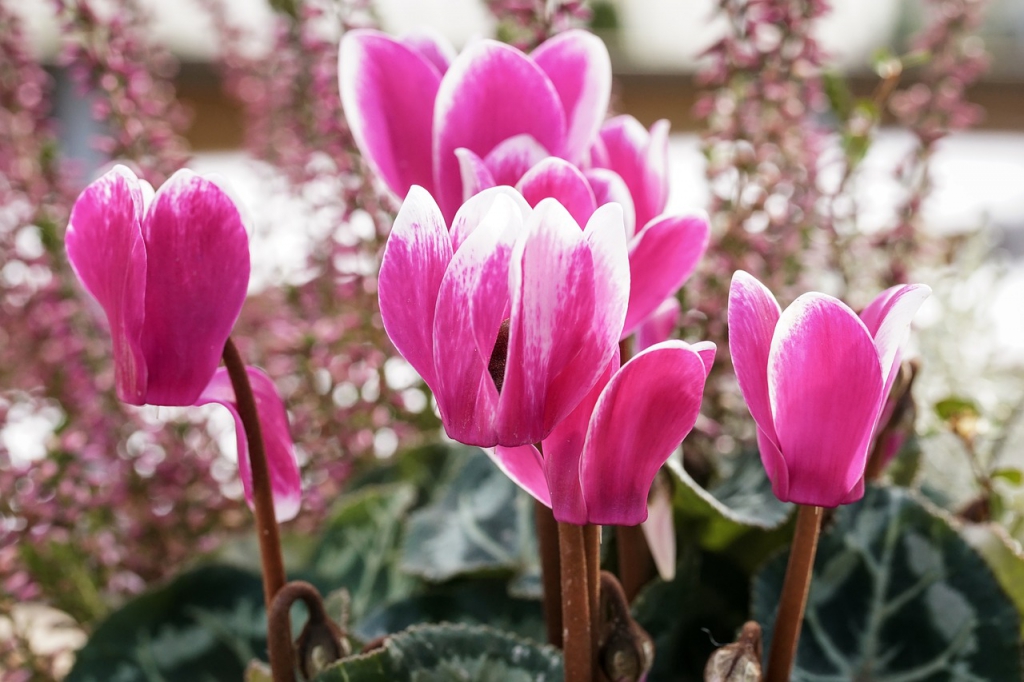 cyclamen-g55b206b2a_1280.jpg