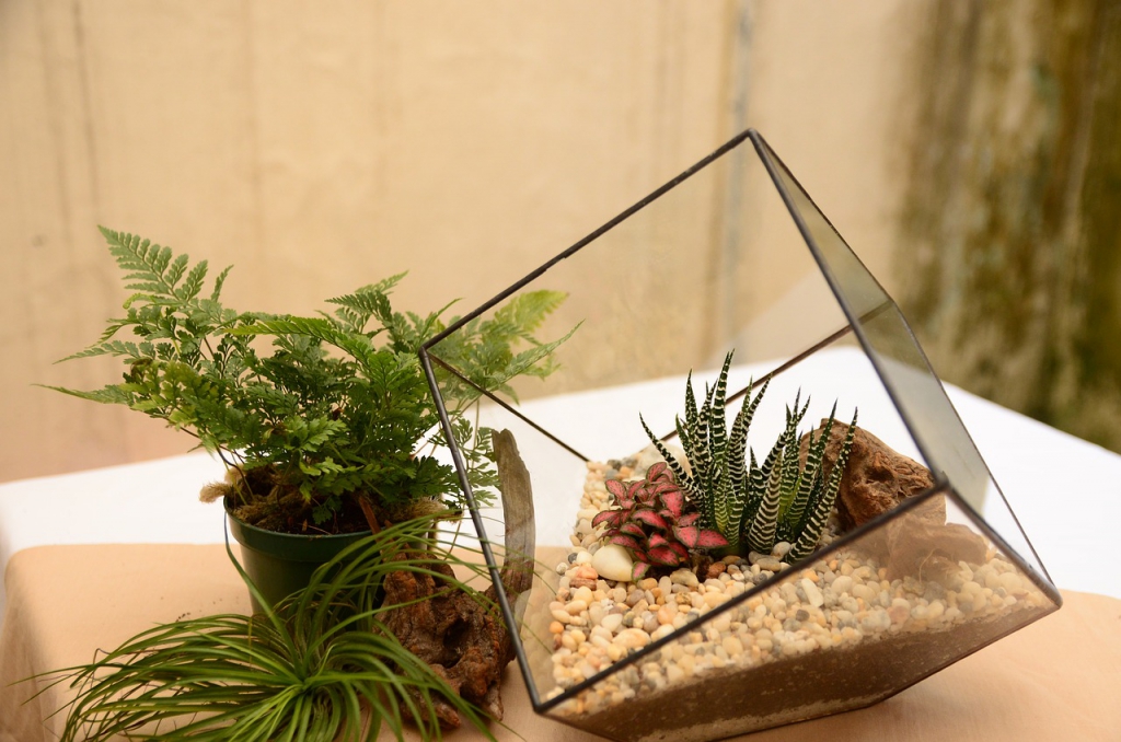 terrarium-ga5afa3383_1280.jpg