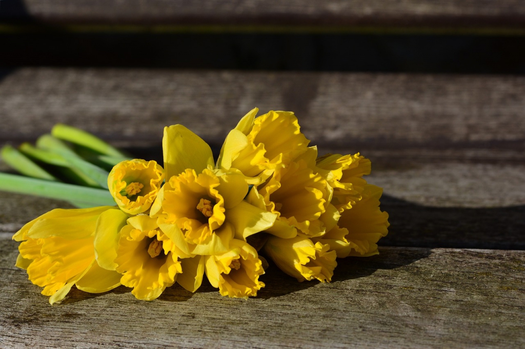 daffodils-gca6f37e85_1280.jpg