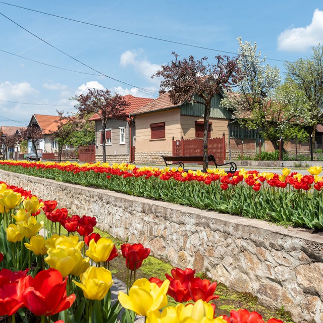 58 ezer tulipánt telepítettek Kalotaszentkirályon: fotók
