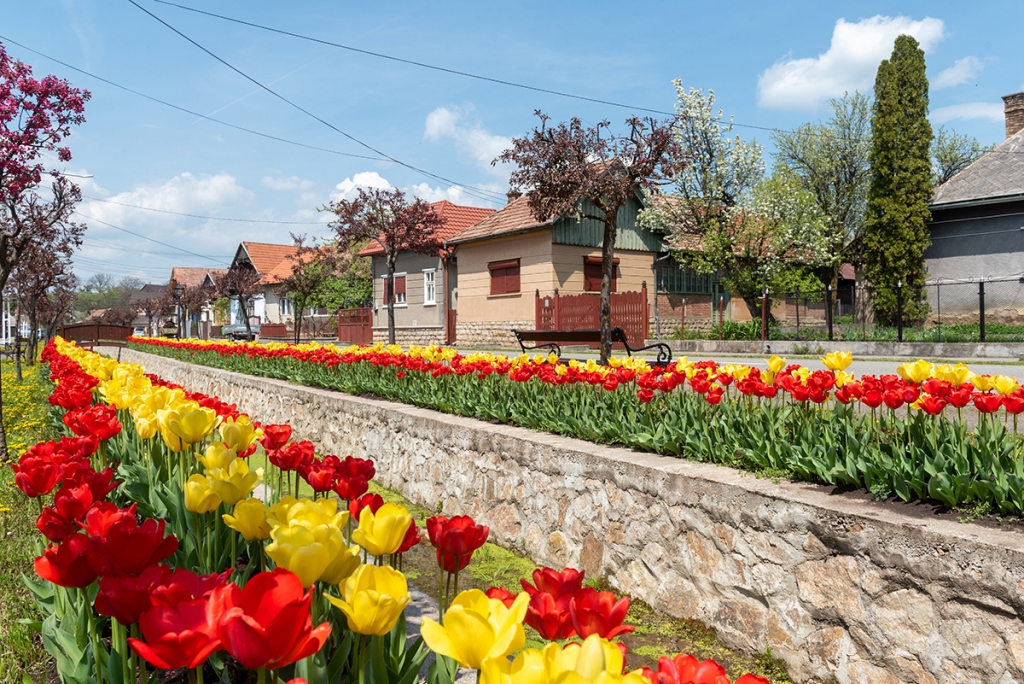 58 ezer tulipánt telepítettek Kalotaszentkirályon: fotók