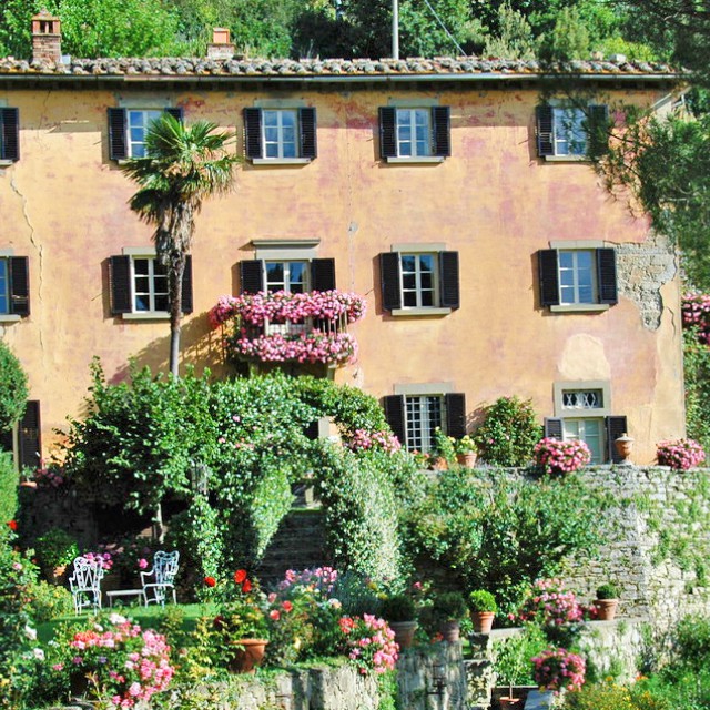 Under the Olive Trees