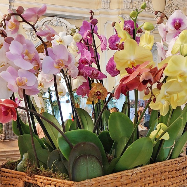 Áprilisban jön az Orchidea- és Bromélia Kiállítás