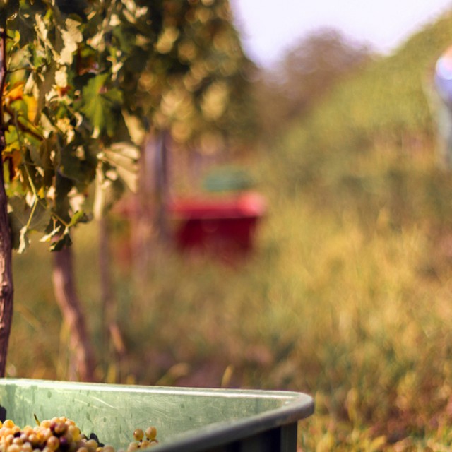 Szüreti hagyományok nyomában: így élednek újjá a közösségi ünnepek napjainkban