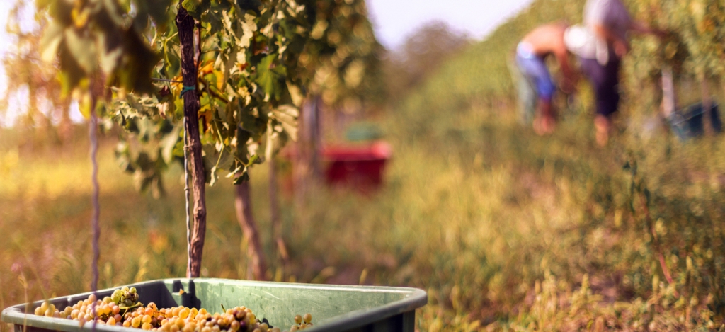 Szüreti hagyományok nyomában: így élednek újjá a közösségi ünnepek napjainkban