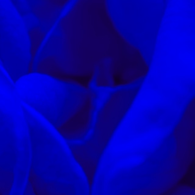 2025 novemberében ez a különleges, vibrálóan kék árnyalat lett a belsőépítészek kedvence