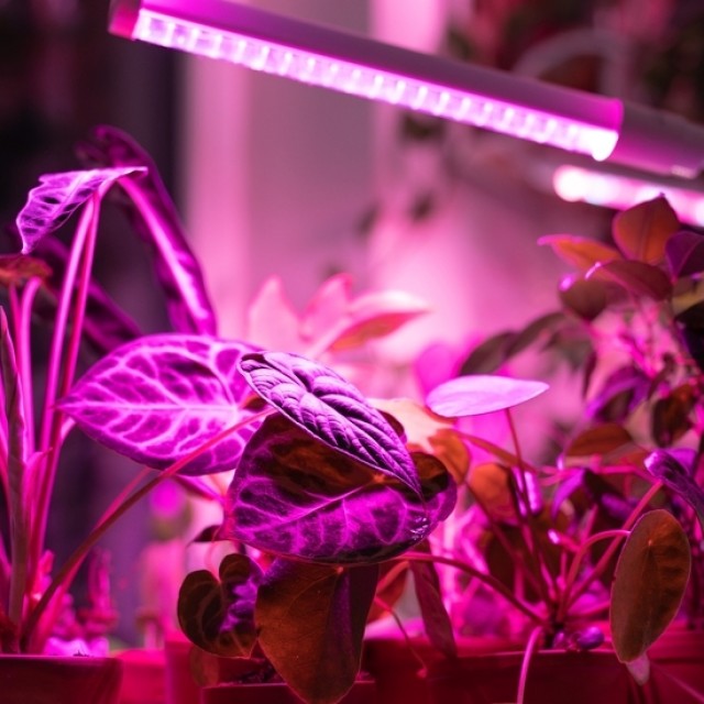 Rövidülő nappalok, fényhiány: így óvd meg szobanövényeidet a pusztulástól ebben az időszaban