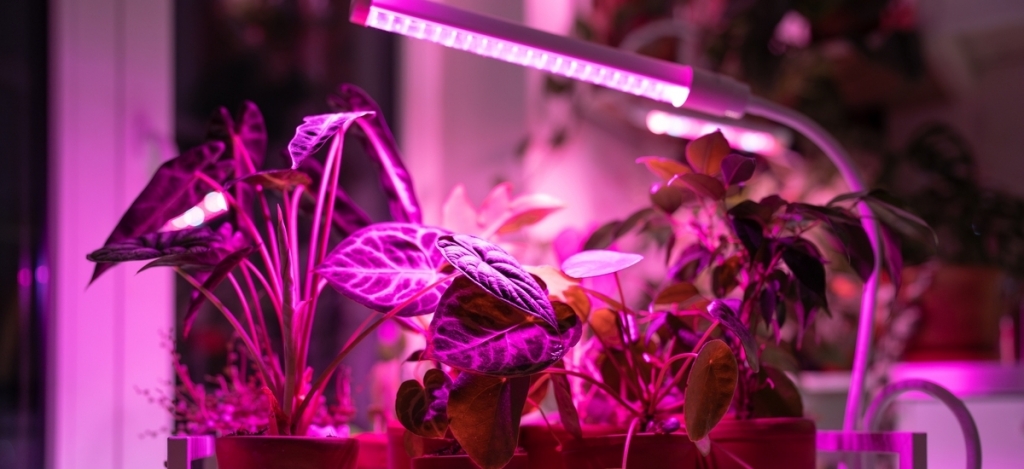 Rövidülő nappalok, fényhiány: így óvd meg szobanövényeidet a pusztulástól ebben az időszaban