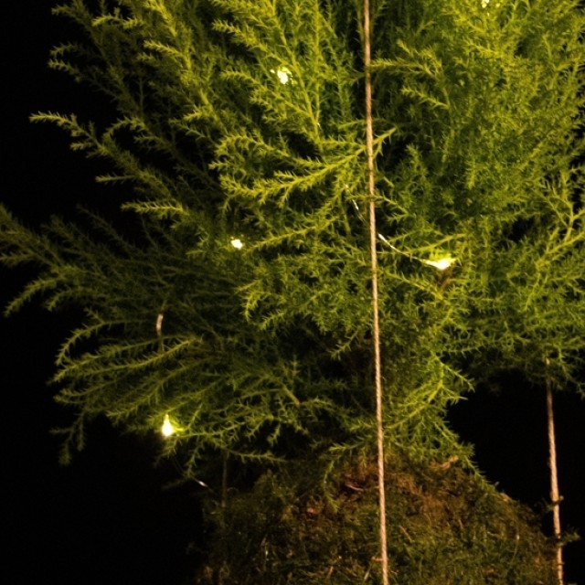 Újabb zseniális ötlet a japánoktól: állíts vagány, mégis minimalista karácsonyfát!