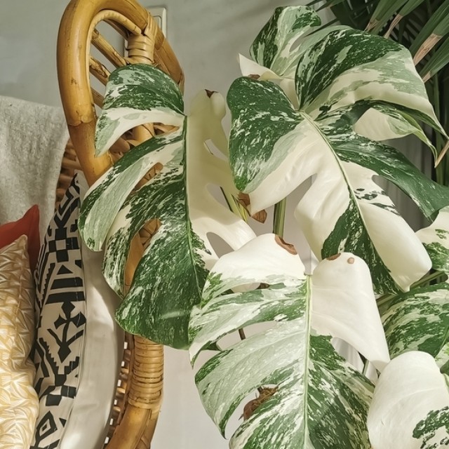 5 gyönyörű szobanövény, ami utálja a telet: így segíthetsz nekik túlélni tavaszig!