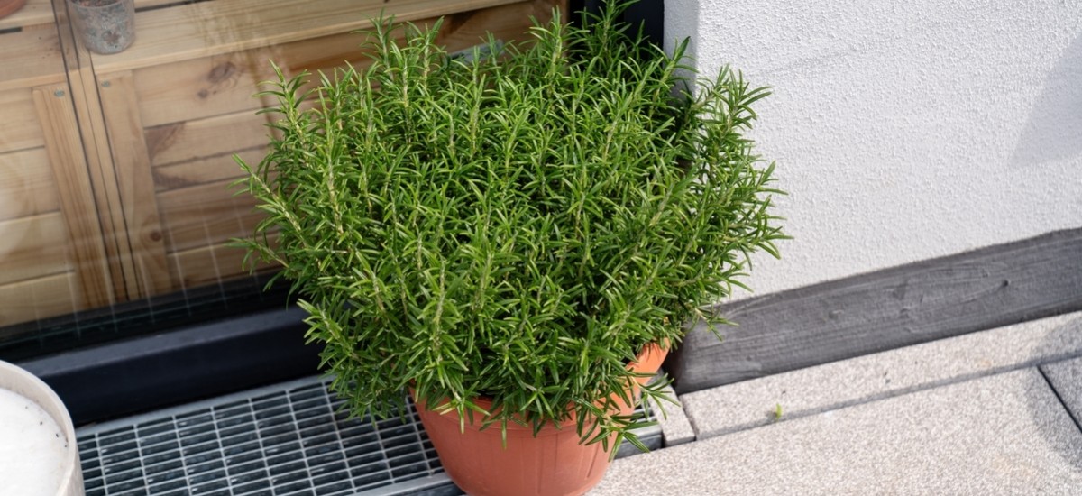 Szerencse és védelem: ezt nyújtja a bejárati ajtó fölé akasztott rozmaring?