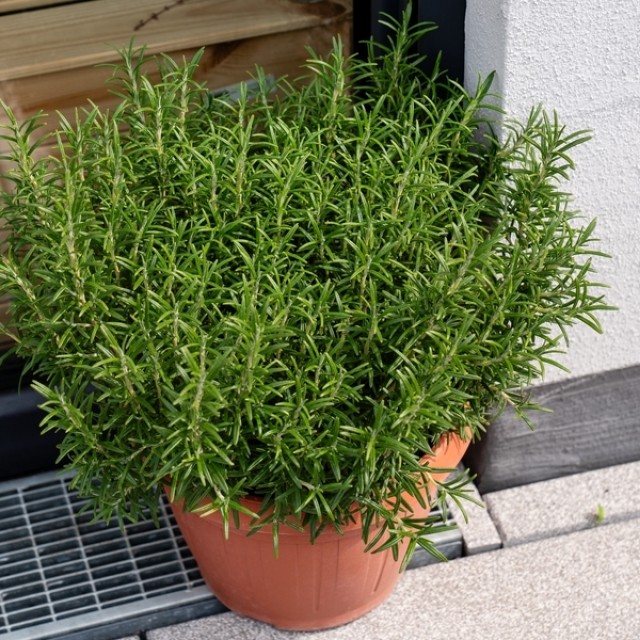 Szerencse és védelem: ezt nyújtja a bejárati ajtó fölé akasztott rozmaring?