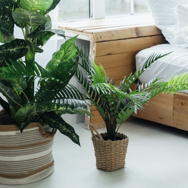 Fókuszban a zöld: a szobanövény minimalizmus egy olyan trend, amit érdemes kipróbálni