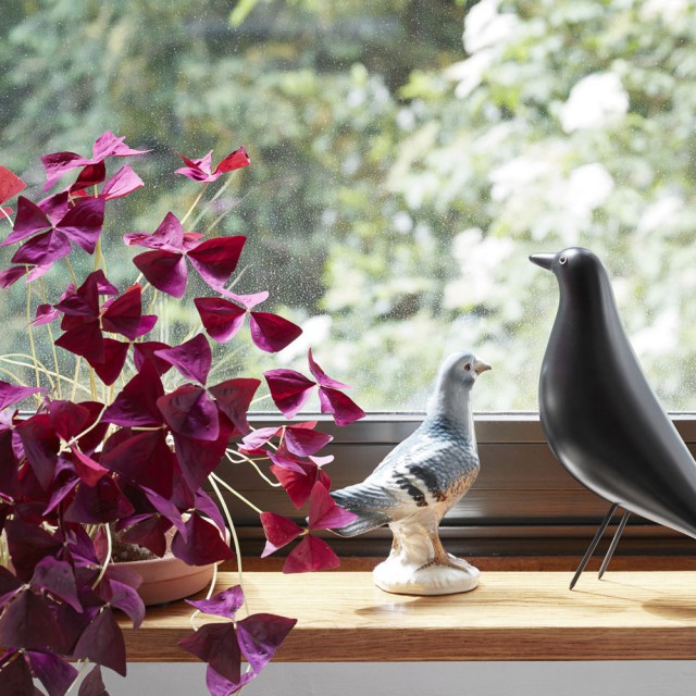 House Bird