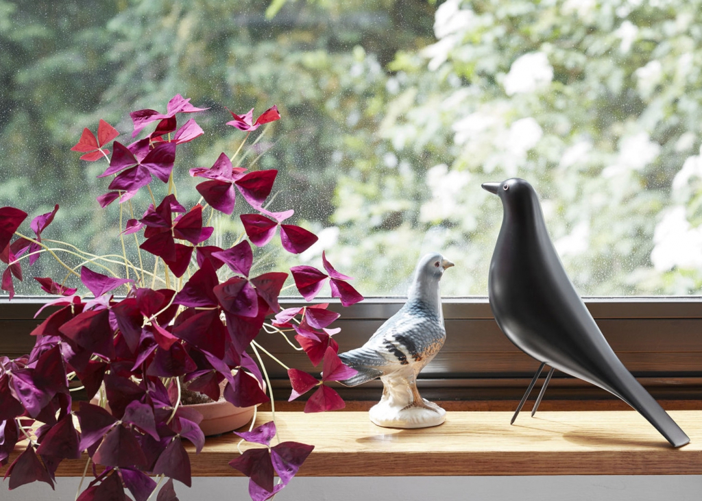 House Bird