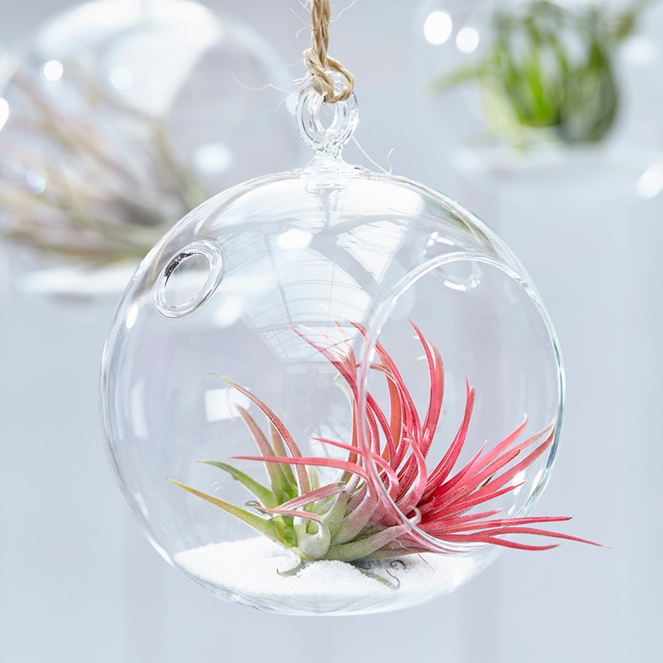 Trópusi különlegességek Trópusi különlegességek