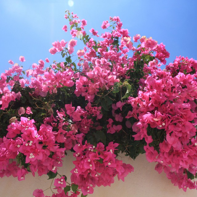 A mediterrán otthonok kötelező kelléke - A varázslatos bougainvillea