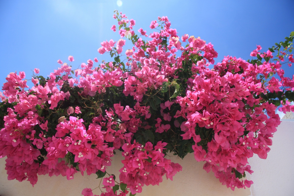 A mediterrán otthonok kötelező kelléke - A varázslatos bougainvillea