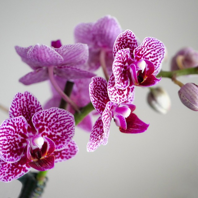 Így ültesd át az orchideát: lépésről lépésre