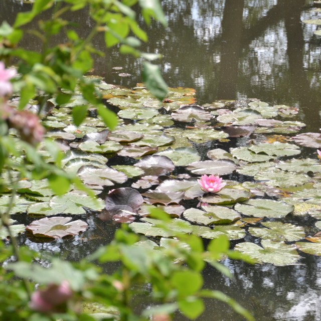 Már nyílnak a tavirózsák Monet kertjében: a látvány csodálatos