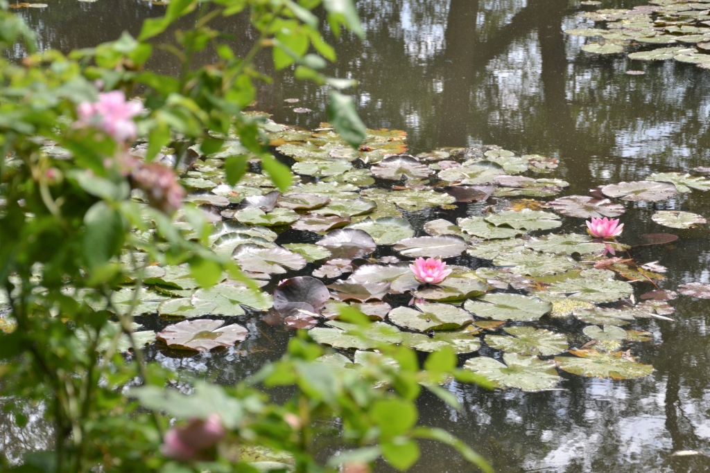 Már nyílnak a tavirózsák Monet kertjében: a látvány csodálatos