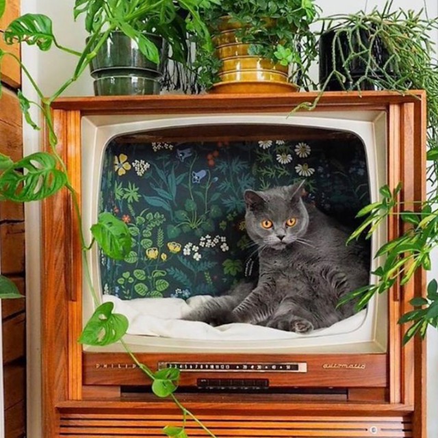 Így lesz a retró tévékészülékből trendi macskafekhely