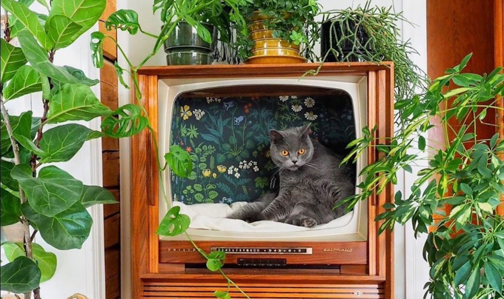 Így lesz a retró tévékészülékből trendi macskafekhely
