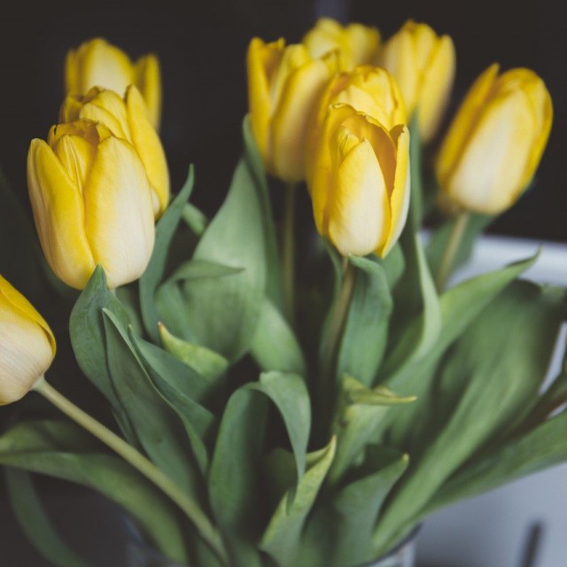 Így maradnak tovább frissek a tulipánok a vázában
