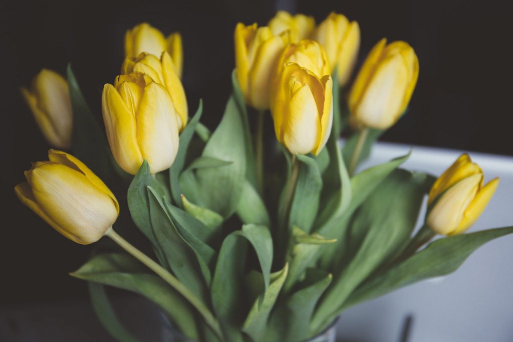 Így maradnak tovább frissek a tulipánok a vázában
