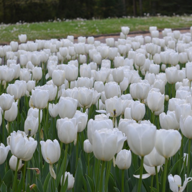 Tavaszi virágmezők idehaza: hat magyarországi tulipánkert