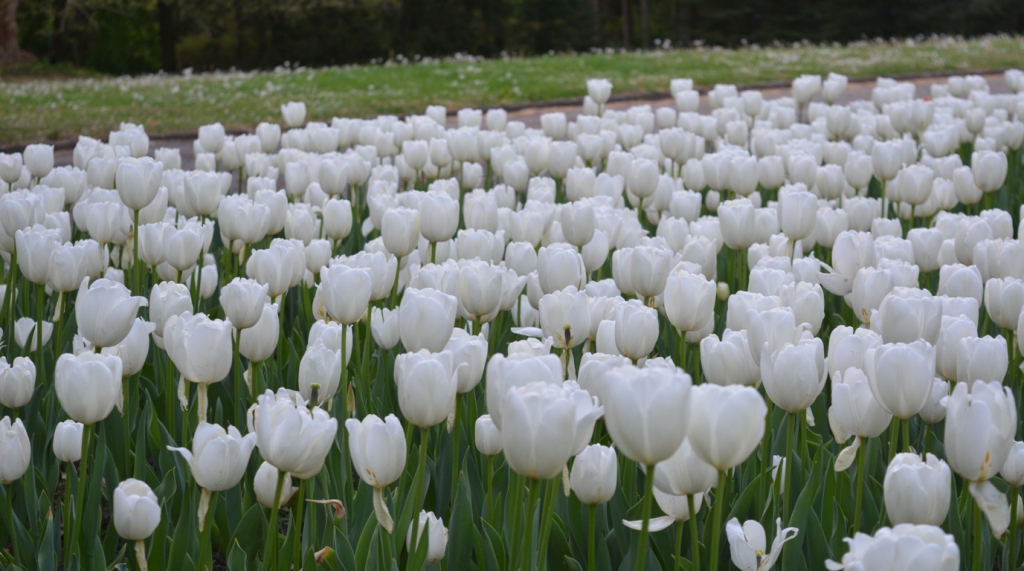 Tavaszi virágmezők idehaza: hat magyarországi tulipánkert