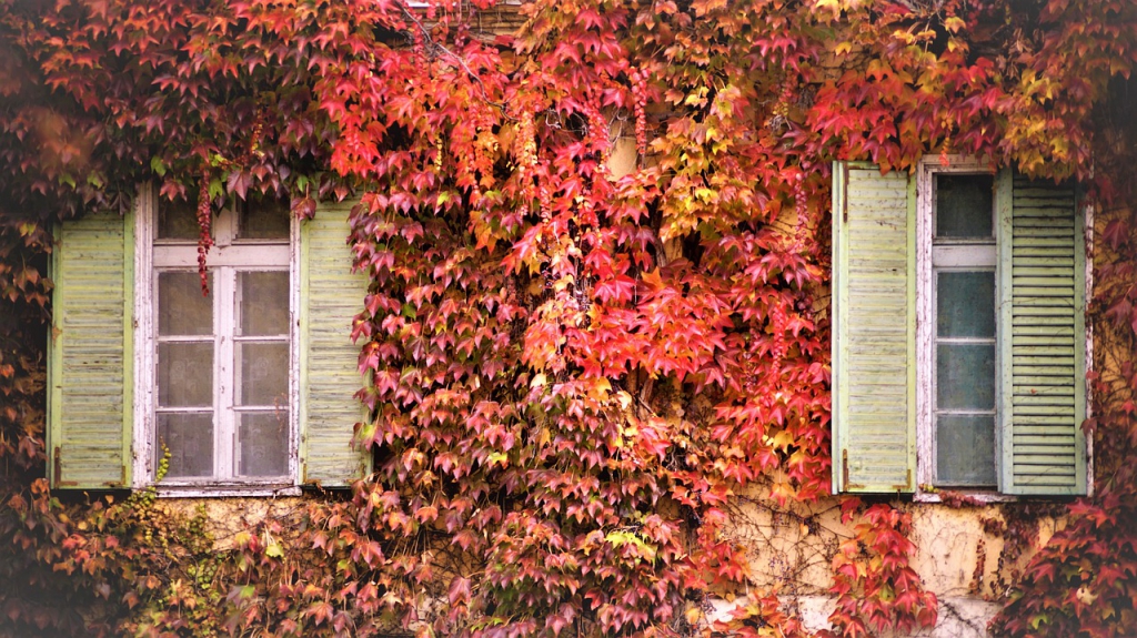 Az ősz legszebb árnyalatai: csodás látványt nyújt a pirosló vadszőlő