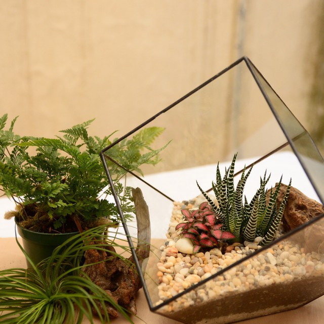Így válassz növényeket zárt és nyitott floráriumba